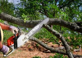 Best Commercial Tree Services  in Waldo, FL